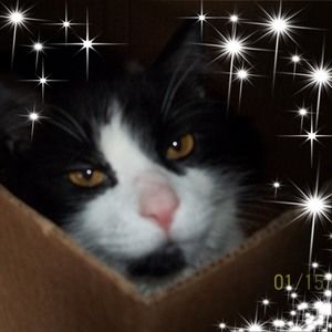 Meet your Posher, Corina